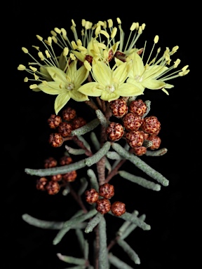 APII jpeg image of Phebalium stenophyllum  © contact APII