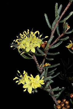 APII jpeg image of Phebalium stenophyllum 'Golden Glow'  © contact APII