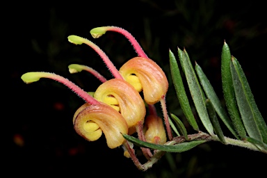 APII jpeg image of Grevillea 'Crackles'  © contact APII