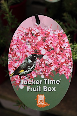 APII jpeg image of Grevillea 'Tucker Time Fruit Box'  © contact APII