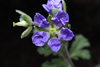 APII jpeg image of Erodium crinitum  © contact APII