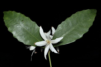 APII jpeg image of Doryphora sassafras  © contact APII