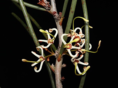 APII jpeg image of Hakea platysperma  © contact APII