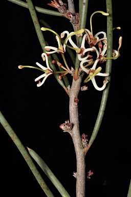 APII jpeg image of Hakea platysperma  © contact APII