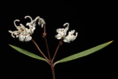 APII jpeg image of Grevillea umbellulata  © contact APII