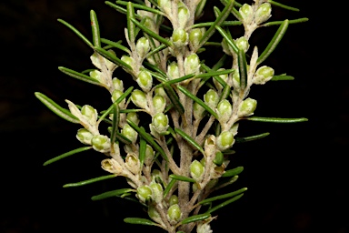 APII jpeg image of Bertya rosmarinifolia  © contact APII