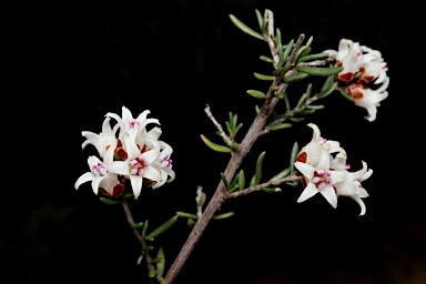 APII jpeg image of Cryptandra speciosa subsp. speciosa  © contact APII