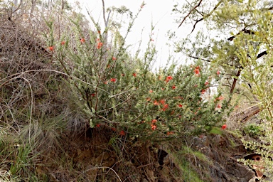 APII jpeg image of Grevillea juniperina subsp. fortis  © contact APII