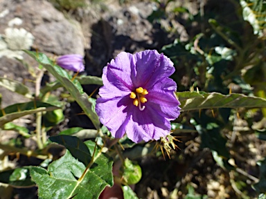 APII jpeg image of Solanum cinereum  © contact APII