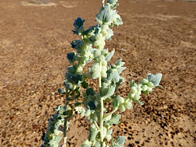 APII jpeg image of Atriplex spongiosa  © contact APII