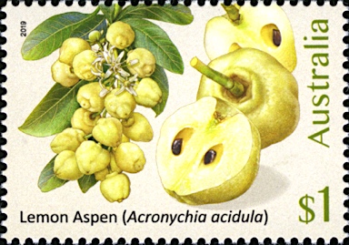 APII jpeg image of Acronychia acidula  © contact APII