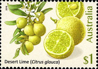 APII jpeg image of Citrus glauca  © contact APII
