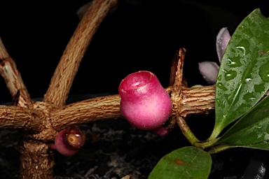 APII jpeg image of Medinilla balls-headleyi  © contact APII