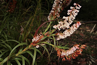 APII jpeg image of Dracophyllum secundum  © contact APII