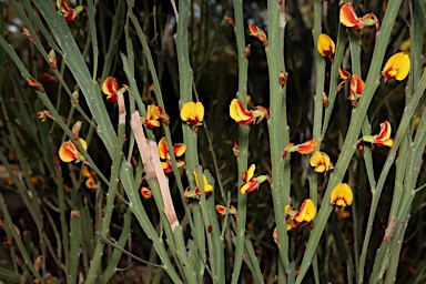 APII jpeg image of Bossiaea grayi  © contact APII