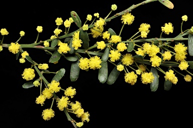 APII jpeg image of Acacia acinacea  © contact APII