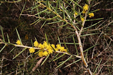 APII jpeg image of Acacia colletioides  © contact APII