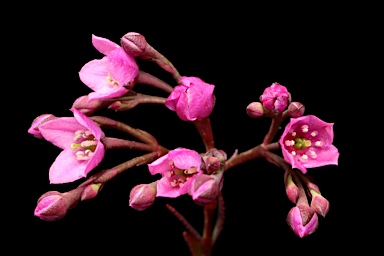 APII jpeg image of Boronia denticulata  © contact APII