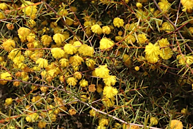 APII jpeg image of Acacia ulicina  © contact APII