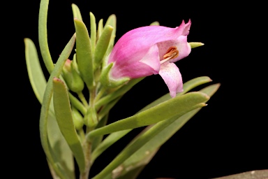 APII jpeg image of Eremophila laanii  © contact APII