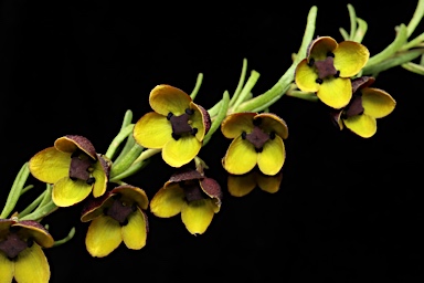 APII jpeg image of Boronia megastigma 'Virtuoso'  © contact APII