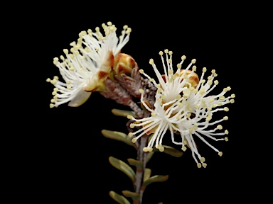 APII jpeg image of Melaleuca sparsiflora  © contact APII