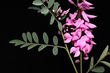 APII jpeg image of Indigofera australis  © contact APII