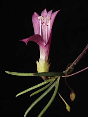 APII jpeg image of Eremophila alternifolia  © contact APII