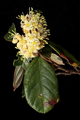 APII jpeg image of Pomaderris betulina subsp. actensis  © contact APII