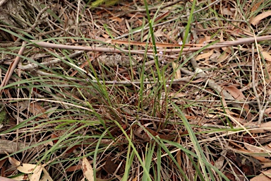 APII jpeg image of Dianella caerulea var. caerulea  © contact APII