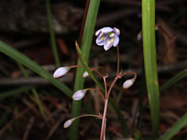 APII jpeg image of Dianella caerulea var. caerulea  © contact APII