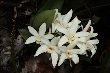 APII jpeg image of Dendrobium falcorostrum  © contact APII