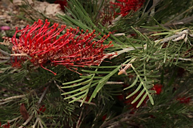 APII jpeg image of Grevillea 'Scarlet King'  © contact APII