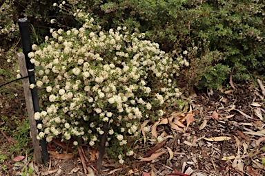 APII jpeg image of Pomaderris obcordata  © contact APII