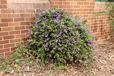 APII jpeg image of Hardenbergia comptoniana  © contact APII