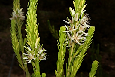 APII jpeg image of Calytrix acutifolia  © contact APII