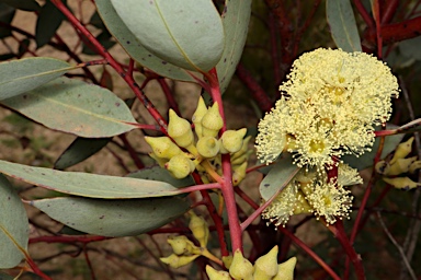 APII jpeg image of Eucalyptus socialis subsp. victoriensis  © contact APII