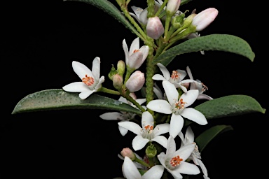 APII jpeg image of Philotheca myoporoides subsp. acuta  © contact APII