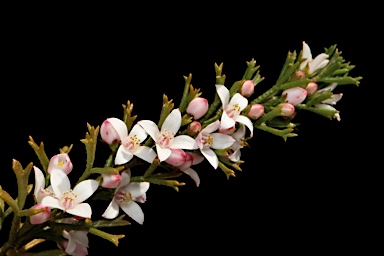 APII jpeg image of Boronia anemonifolia subsp. anemonifolia  © contact APII