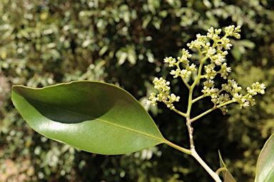 APII jpeg image of Coatesia paniculata  © contact APII