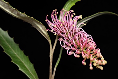 APII jpeg image of Grevillea wilkinsonii  © contact APII