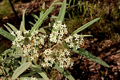 APII jpeg image of Commersonia salviifolia  © contact APII