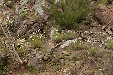 APII jpeg image of Leucochrysum  © contact APII