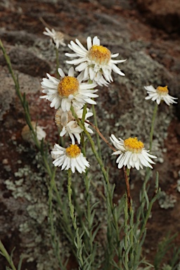 APII jpeg image of Leucochrysum  © contact APII