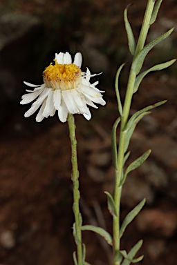 APII jpeg image of Leucochrysum  © contact APII