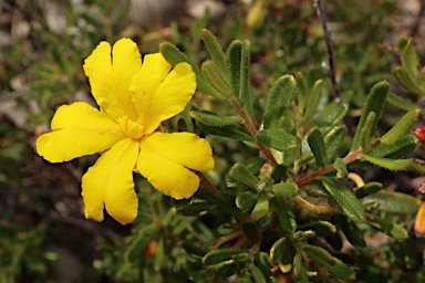 APII jpeg image of Hibbertia hypericoides  © contact APII