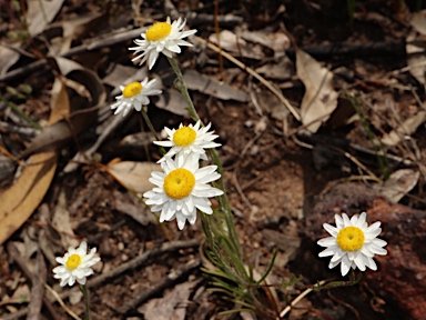 APII jpeg image of Hyalosperma simplex subsp. simplex  © contact APII