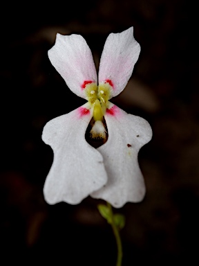 APII jpeg image of Stylidium calcaratum  © contact APII