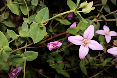 APII jpeg image of Boronia ovata  © contact APII