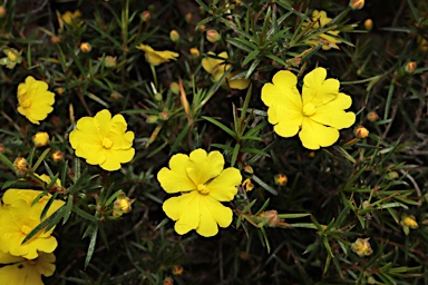 APII jpeg image of Hibbertia acerosa  © contact APII